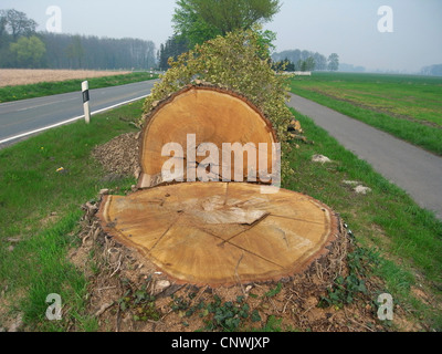 Stieleiche, pedunculate Eiche, Stieleiche (Quercus Robur), gefällte Baum auf einer Straße, Deutschland Stockfoto