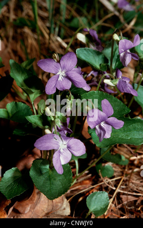 Heide violett, Heide Hund-Veilchen (Viola Canina), blühen, Deutschland Stockfoto