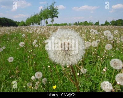 gemeinsamen Löwenzahn (Taraxacum Officinale), Fruchtstand auf einer Wiese, Deutschland Stockfoto