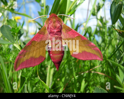 Elefant Hawkmoth (Deilephila Elpenor), einzelnen, Deutschland Stockfoto