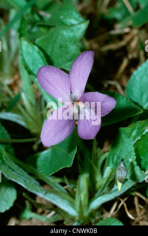 behaarte Veilchen (Viola Hirta), blühen, Deutschland Stockfoto