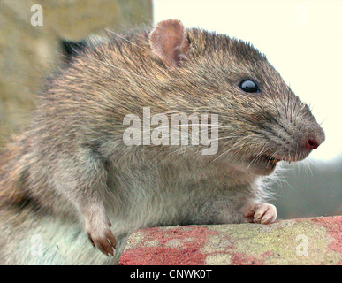 Ratte braune Ratte (Rattus Norvegicus) feinen Porträt der häufigsten Ratte Foundi n UK. Sie produzieren etwa vierzig junge pro Jahr und sind in der Lage, im Alter von elf Wochen zu züchten! Als Ungeziefer, die Sie Krankheit tragen und in der Nähe von Menschen leben. Stockfoto