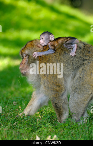 Barbary Affe, Berberaffe (Macaca Sylvanus), ein paar Wochen altes Baby auf dem Rücken eines Erwachsenen Stockfoto