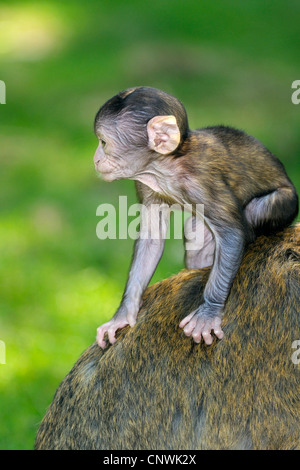 Barbary Affe, Berberaffe (Macaca Sylvanus), ein paar Wochen altes Baby auf dem Rücken eines Erwachsenen Stockfoto