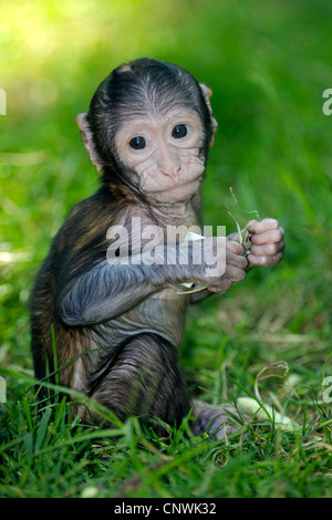 Barbary Affe, Berberaffe (Macaca Sylvanus), ein paar Wochen alten Baby-sitter in der Wiese Stockfoto