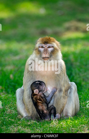 Mutter, die wenige Wochen alten Baby füttern Stockfoto