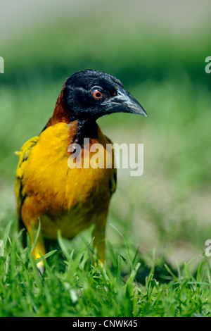 Dorf Weaver, Spotted-backed Weber (Ploceus Cucullatus, Textor Cucullatus), Männchen im nuptial Färbung in der Wiese sitzen Stockfoto