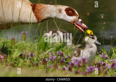 Nilgans (Alopochen Aegyptiacus), Erwachsene mit Küken an einem Ufer voller Blumen, Deutschland Stockfoto