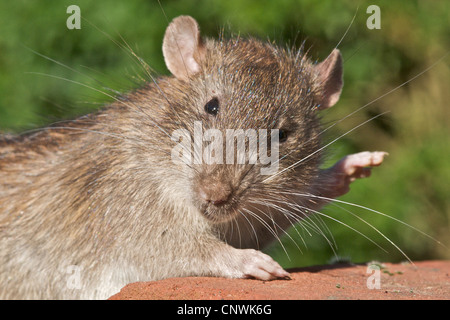 Ratte braune Ratte (Rattus Norvegicus) feinen Porträt der häufigsten Ratte Foundi n UK. Sie produzieren etwa vierzig junge pro Jahr und sind in der Lage, im Alter von elf Wochen zu züchten! Als Ungeziefer, die Sie Krankheit tragen und in der Nähe von Menschen leben. Stockfoto