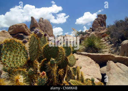 Feigenkakteen (Opuntia spec.), Kaktusfeigen im Hidden Valley, USA, Kalifornien, Joshua Tree National Park Stockfoto