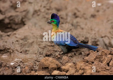 Lila-crested Turaco, violett-crested Turaco, lila-crested Lourie (Musophaga Porphyreolopha, Tauraco Porphyreolophus, Gallirex Porphyreolophus), sitzen auf dem Boden, KwaZule-Natal, Südafrika, Mkuzi Game Reserve Stockfoto