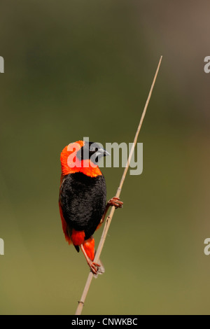 rote Bischof (Euplectes Orix), sitzt ein ein Grashalm, Cape Town, Western Cape, Südafrika und Intaka Island Stockfoto