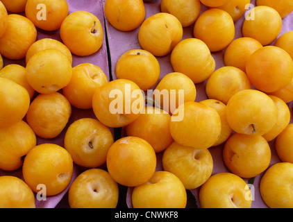 Mirabelle Pflaumen (Prunus Syriaca, Prunus Domestica SSP. Syriaca), Früchte am Markt Stockfoto