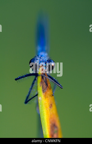 gebänderten Schwarzflügel, gebändert Agrios, Gebänderten Prachtlibelle (Calopteryx Splendens, Agrios Splendens), Male auf eine Klinge von Schilf bedeckt mit Tropfen Morgentau, Deutschland, Nordrhein-Westfalen Stockfoto
