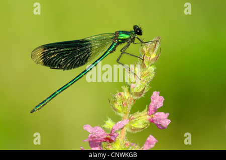 Schwarzflügel gebändert, gebändert Agrios, Gebänderten Prachtlibelle (Calopteryx Splendens, Agrios Splendens), Männlich, bedeckt mit Tropfen Morgentau sitzen auf Blutweiderich, Deutschland, Nordrhein-Westfalen Stockfoto