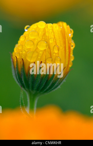 Garten-Ringelblume (Calendula Officinalis), Tropfen Blütenstand im Keim mit Wasser Stockfoto