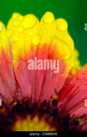 Jährliche Gaillardia, Firewheel, Decke Blume, große Decke-Blume, Feuerrad Decke-Blume (Gaillardia Pulchella), Blüte mit Wassertropfen Stockfoto