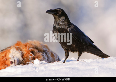 Kolkrabe (Corvus Corax), im Winter, Norwegen Stockfoto