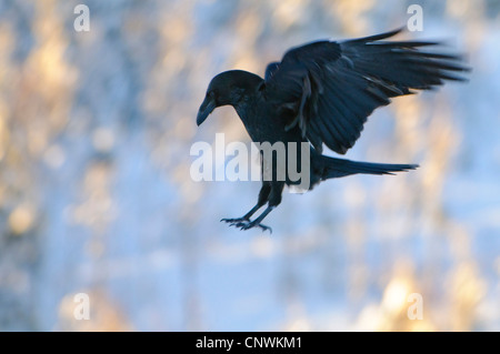 Kolkrabe (Corvus Corax), Landung, Norwegen Stockfoto