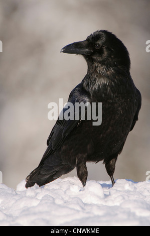 Kolkrabe (Corvus Corax), im Winter, Norwegen Stockfoto