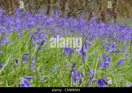 Wilde Glockenblumen in Surrey, sieht aus wie ein Bluebell-Armee auf dem Marsch. Stockfoto