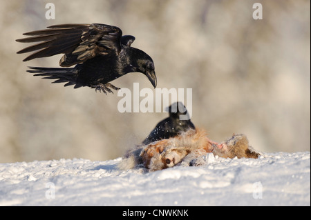 Kolkrabe (Corvus Corax), Landung auf einem Kadaver, Norwegen, Lauvsnes, Stockfoto