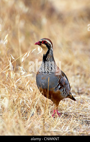 Rothuhn (Alectoris Rufa), sitzen auf einer trockenen Wiese, Spanien, Extremadura Stockfoto