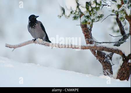 mit Kapuze Krähe (Corvus Corone Cornix), auf einem Ast, Norwegen Stockfoto