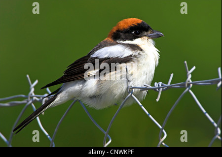 Rotkopfwürger (Lanius Senator), ruht auf einem Barbwire, Griechenland, Lesbos Stockfoto