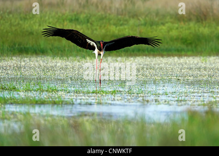 Schwarzstorch (Ciconia Nigra), Landung in einem Sumpf, Griechenland, Lesbos Stockfoto
