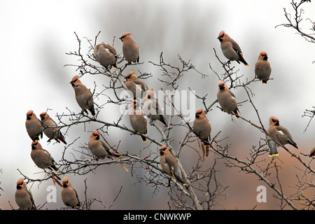 Böhmische Seidenschwanz (Bombycilla Garrulus), strömen in einem Busch, Deutschland, Rheinland-Pfalz Stockfoto