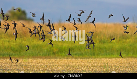 Sichelstrandläufer (Calidris Ferruginea), Herde, Griechenland, Lesbos fliegen Stockfoto