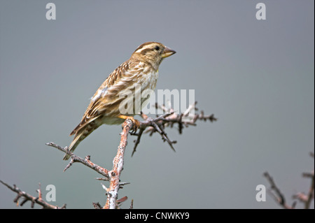 Rock-Spatz (Passer Petronia Petronia Petronia), sittin auf einem dornigen Busch, Griechenland, Lesbos, in der Nähe von Ypsilou Kloster Stockfoto