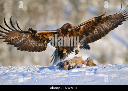 Steinadler (Aquila Chrysaetos), Speading der Flügel bei der Landung auf tote Beute liegen im Schnee, Norwegen Stockfoto