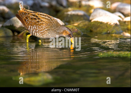 Spotted Crake (Porzana Porzana), im ruhigen Wasser auf der Suche nach Nahrung, steht Griechenland, Lesbos Stockfoto