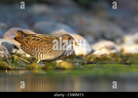 Spotted Crake (Porzana Porzana), im ruhigen Wasser auf der Suche nach Nahrung, steht Griechenland, Lesbos Stockfoto