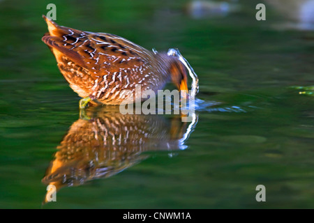 Spotted Crake (Porzana Porzana), im ruhigen Wasser eintauchen des Schnabels bei der Suche nach Nahrung, steht Griechenland, Lesbos Stockfoto