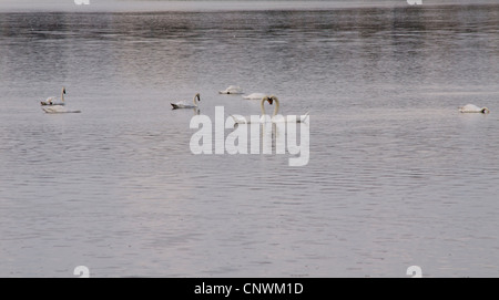 Schwäne machen eine Herzform am Fluss Stockfoto