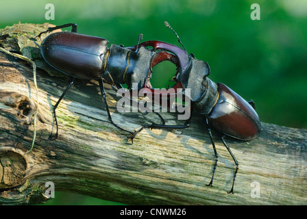 Hirschkäfer, Europäische Hirschkäfer (Lucanus Cervus), zwei männliche Rivales Kampf von Angesicht zu Angesicht auf einem Toten Ast, Deutschland, Niedersachsen Stockfoto