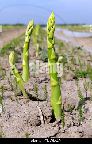 Garten-Spargel, Spatz Gras, Wildspargel (Spargel Officinalis), schießt Stockfoto