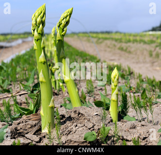 Garten-Spargel, Spatz Gras, Wildspargel (Spargel Officinalis), schießt Stockfoto
