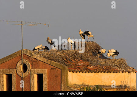 Weißstorch (Ciconia Ciconia), mehrere Nester mit Vögel auf einem Dach, Spanien, Extremadura Stockfoto