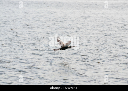 Anhinga (American Darter) fliegen über die everglades Stockfoto