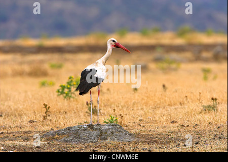 Weißstorch (Ciconia Ciconia), auf Felsen in der Steppe, Spanien, Extremadura Stockfoto