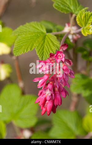 Blut-Johannisbeere, rote Blume Johannisbeeren, rot blühende Johannisbeere (Ribes Sanguineum), blühen Stockfoto