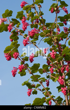 Blut-Johannisbeere, rote Blume Johannisbeeren, rot blühende Johannisbeere (Ribes Sanguineum), blühen Stockfoto