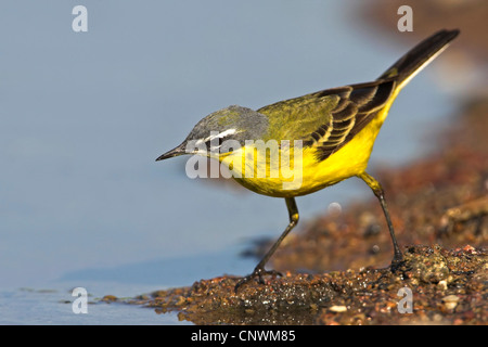 Unter der Leitung von blauen Bachstelze, Schafstelze (Motacilla Flava Flava), stehen am Ufer eines ruhigen Wassers, Griechenland, Lesbos Stockfoto