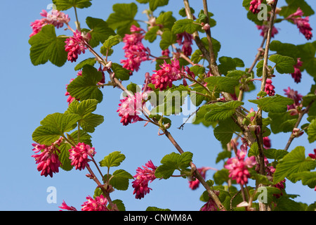 Blut-Johannisbeere, rote Blume Johannisbeeren, rot blühende Johannisbeere (Ribes Sanguineum), blühen Stockfoto