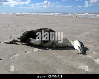 gemeinsamen Eiderenten (Somateria Mollissima), toten Vogel liegt am Sandstrand bei Ebbe-Gezeiten, Deutschland Stockfoto