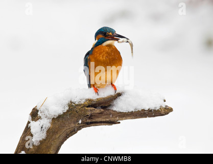 Fluss-Eisvogel (Alcedo Atthis), sitzt auf einem Stapel im Winter mit einem Fisch im Schnabel, Deutschland, Nordrhein-Westfalen Stockfoto